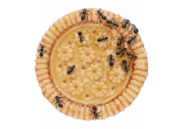 REMKO VAN DER AUWERA